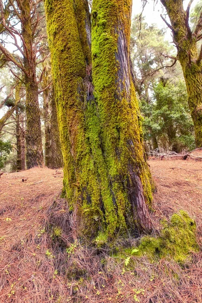 Moss Algae Growing Big Pine Trees Forest Mountains Palma Canary — Foto de Stock