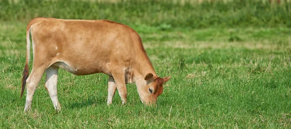 Brown Cow Grazing Organic Green Dairy Farm Countryside Cattle Livestock — Foto de Stock