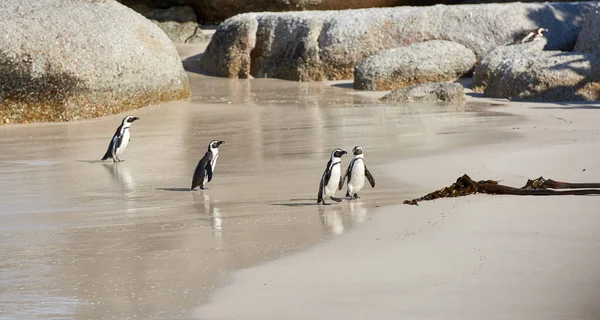 Group Black Footed Penguins Boulders Beach South Africa Waddling Sandy — 스톡 사진