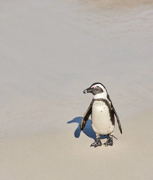 Чорний Пінгвін Пляжі Боулдерс Кейптаун Південна Африка Копіювальним Простором Піщаному — стокове фото