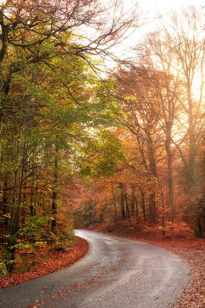 Empty Secluded Road Surrounded Trees Autumn Leaves Deserted Scenic Street — Φωτογραφία Αρχείου