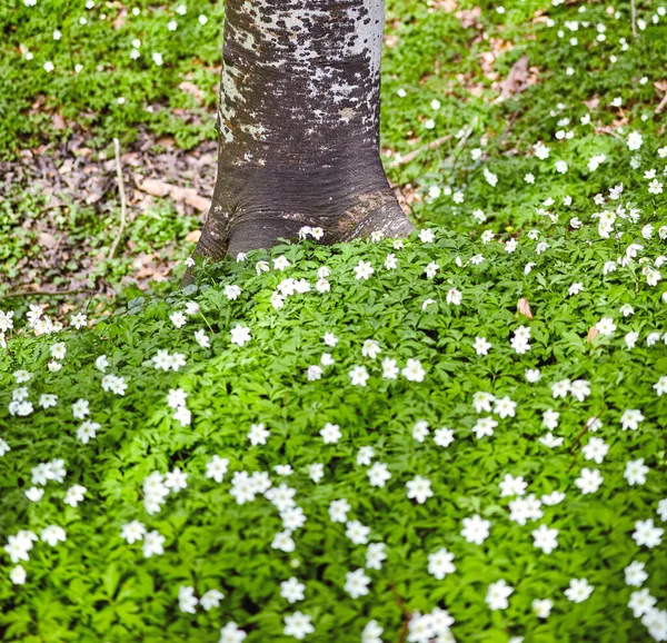 Flower Field Tree Trunk Forest Spring Beautiful Landscape Many Wood — Stok fotoğraf