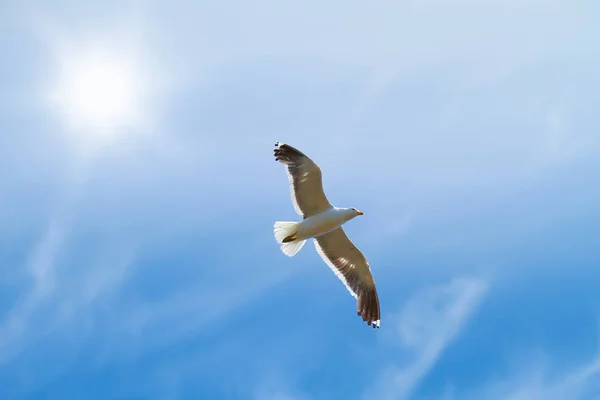 Low Angle View Flying Seagull Isolated Blue Sky Background Sun — Stock Photo, Image