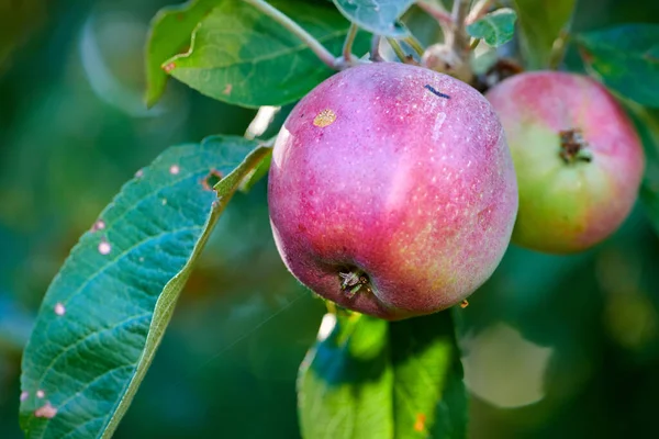 Fresh Fruit Produce Harvesting Summer Closeup Orchard Sustainable Eco Friendly —  Fotos de Stock