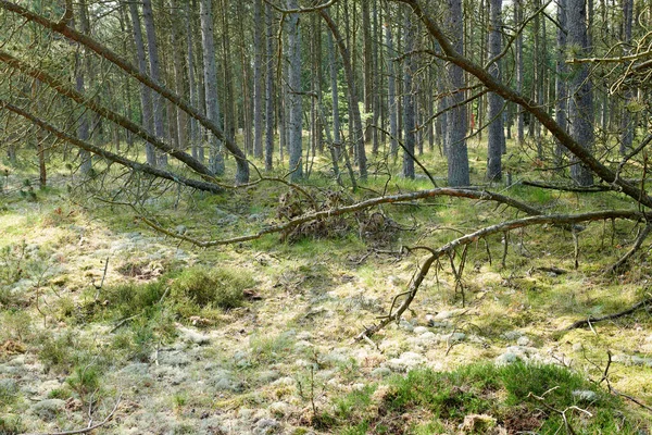 Втрачені Сосни Після Шторму Або Сильного Вітру Нахиляється Пошкоджується Лісі — стокове фото