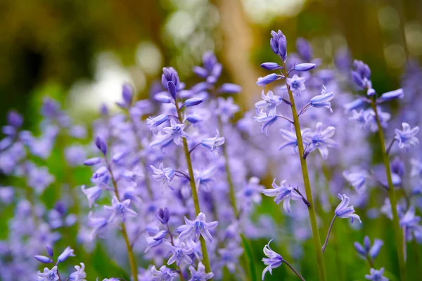 Bluebell Flowers Backyard Garden Spring Scilla Siberica Flowering Plants Growing — 图库照片