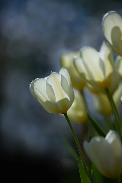 Кучка Белых Тюльпанов Темном Фоне Крупный План Букета Красивых Цветов — стоковое фото