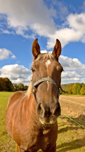 Prachtig Volbloed Paard Een Open Weide Veld Weiland Buiten Een — Stockfoto