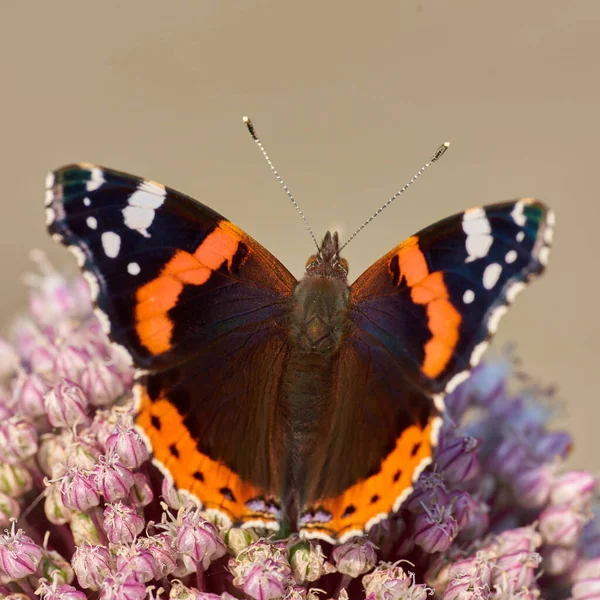 Closeup of a butterfly sitting on a plant outside in a garden. Beautiful and colourful insect during summer feeding on a pink flower. The Red Admiral or Vanessa Atalanta butterfly with spread wings.