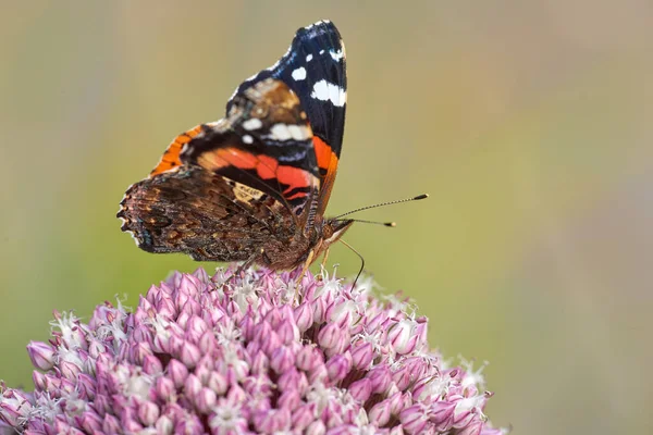 Red Admiral Vanessa Atalanta Butterfly Pollinating Flower Closeup Butterfly Sitting — 스톡 사진