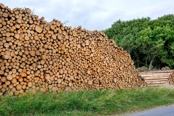 Cut Logs Beech Trees Stacked Heaped Pile Deforestation Felling Forest Stock Photo