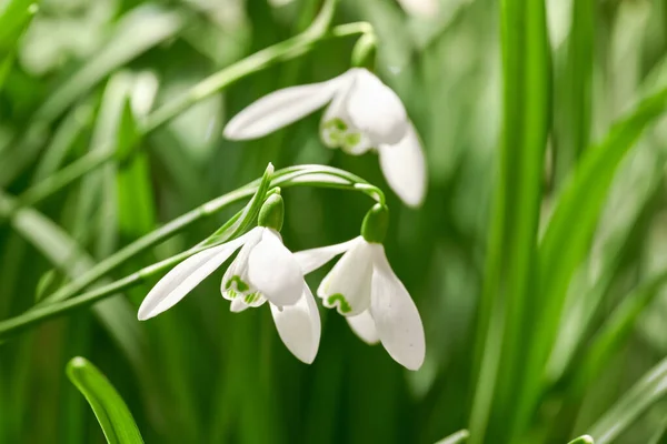 Closeup Snowdrop Flowers Blossoming Meadow Blurred Green Background Delicate White — Stock Photo, Image