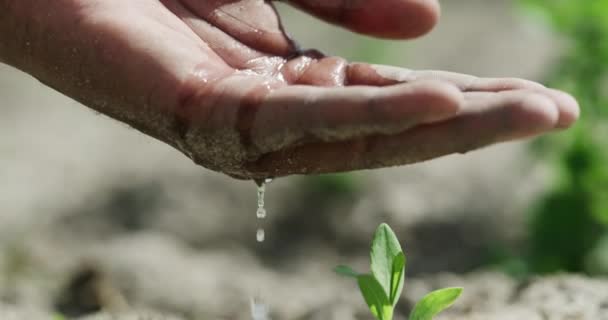 Video Footage Unrecognizable Farmer Watering Plant His Farm — 비디오
