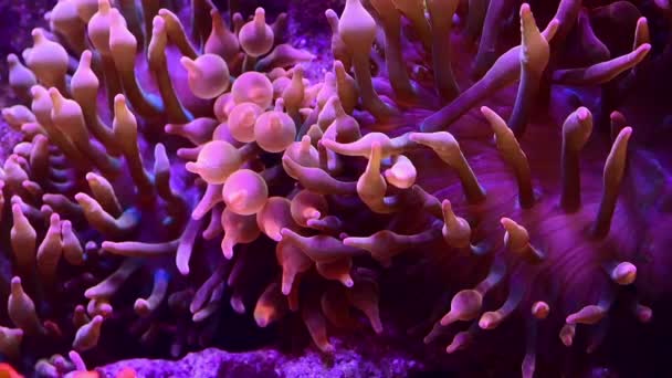 Video Tropical Fish Enjoying Contact Underwater Flower — ストック動画