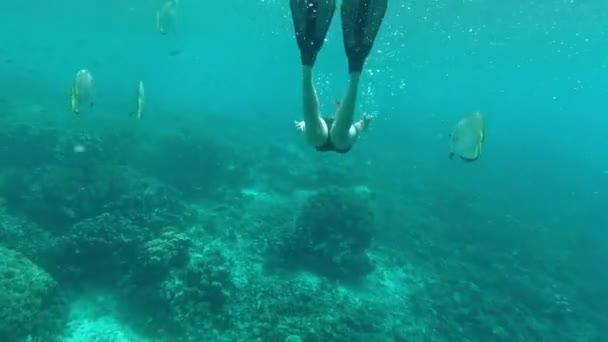 Endonezya Tatilde Yarasa Balığının Yanında Şnorkelle Yüzen Tanınmayan Bir Kadının — Stok video