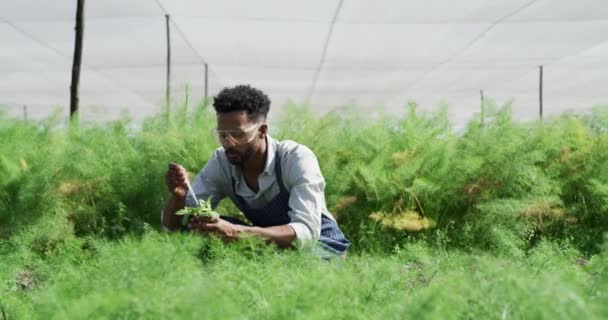 Video Záběry Pohledného Mladého Botanika Používajícího Pipetu Při Analýze Rostlin — Stock video