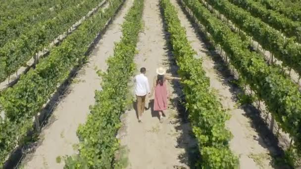 Video Footage Unrecognizable Couple Walking Hand Hand Vineyards South Africa — Stockvideo