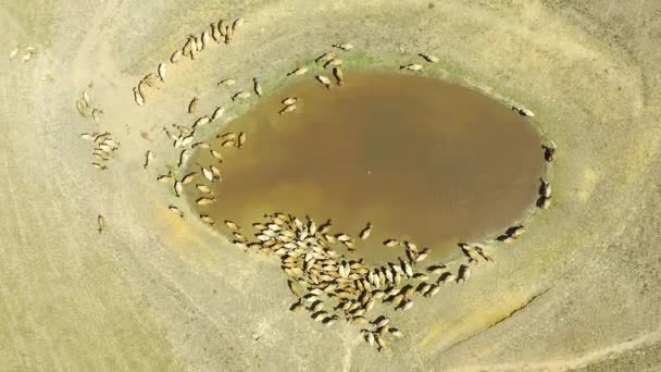 Drone Footage Herd Cows Surrounding Watering Hole Farm — Αρχείο Βίντεο