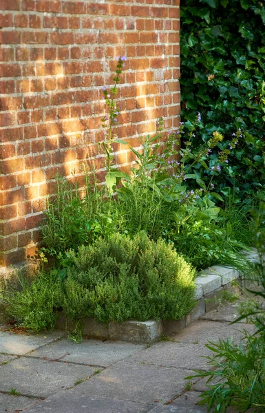 Green Herbs Growing Red Brick Wall House Landscaped Garden Sunny — Stock Photo, Image
