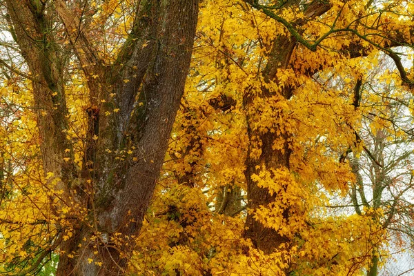 Beautiful Tree Bright Yellow Leaves Outdoors Nature Forest Autumn Day —  Fotos de Stock