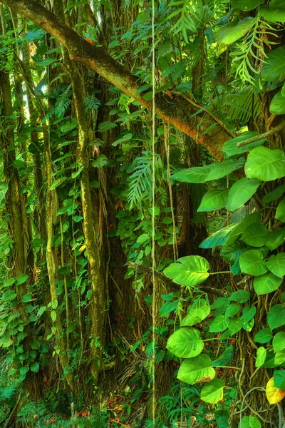 Деревья Кусты Пышном Зеленом Лесу Гавайях Сша Волшебное Настроение Красотой — стоковое фото
