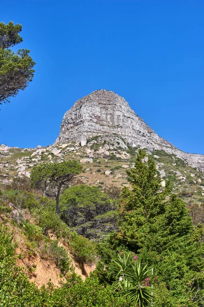 A mountain on a clear day against blue sky background, flowers and Fynbos. Tranquil beauty in nature on a peaceful morning in Cape town with a view of Lions head and its vibrant lush green plants.