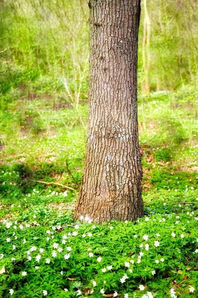 Closeup Landscape View Tree Growing Lush Green Forest Spring Deserted — Photo