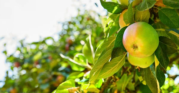 Gesundes Biologisches Obst Das Auf Einem Obstgarten Auf Einem Nachhaltigen — Stockfoto
