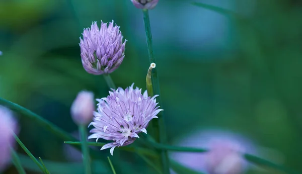 Chive plant flowers growing in a backyard garden against a nature background in summer. Beautiful purple flowering plants blossoming on the countryside. Lilac flora blooming in a lush grassy meadow.