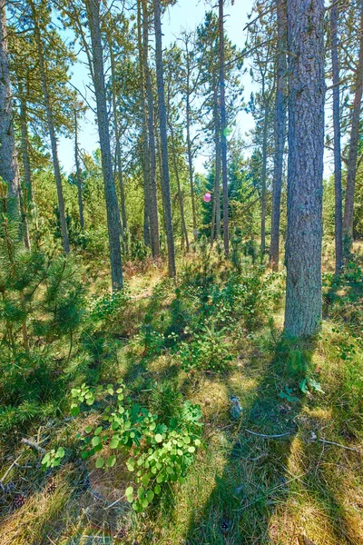 Widok Krajobrazowy Bujnego Zielonego Odległego Lasu Iglastego Rezerwacie Przyrody Sosny — Zdjęcie stockowe