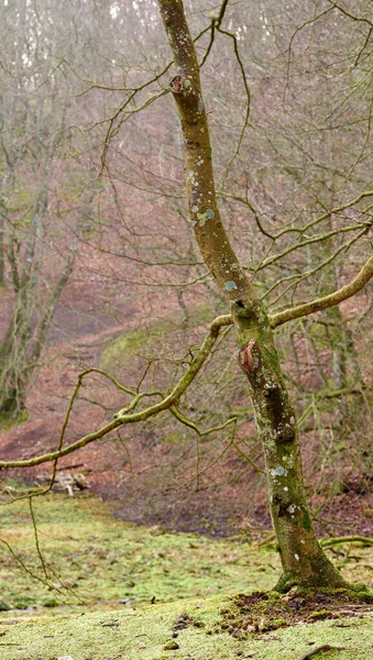 Старі Безлистяні Дерева Лісі Початку Зими Дикий Природний Ландшафт Стовбура — стокове фото
