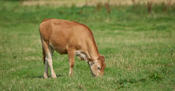 Brown Calf Eating Grazing Green Farmland Countryside Cow Livestock Standing — 스톡 사진