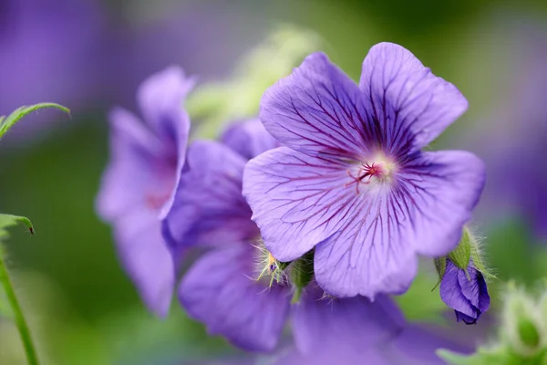 Purple Cranesbill Geranium Flowers Growing Botanical Garden Sunny Day Closeup — Φωτογραφία Αρχείου