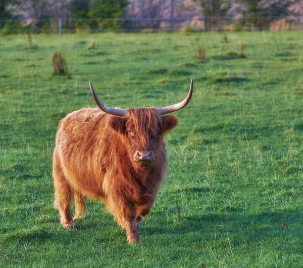 Brown Woolly Bull Large Horns Antlers Standing Field Green Grass — Stockfoto