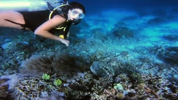 Video Footage Confident Young Woman Wearing Scuba Gear Swimming Next — Stockvideo
