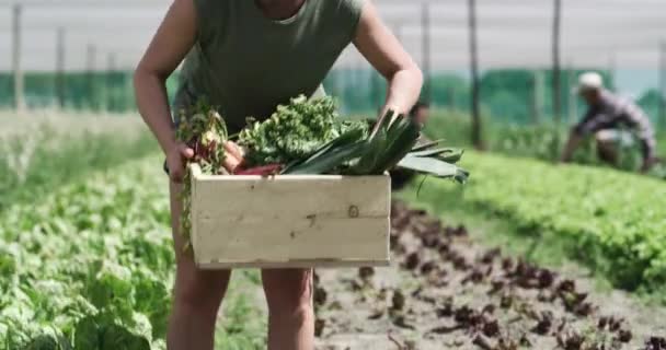 Videofelvétel Egy Vonzó Fiatal Női Gazdáról Aki Frissen Szedett Zöldségeket — Stock videók