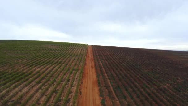 Drone Footage Cultivated Field Countryside — Vídeos de Stock