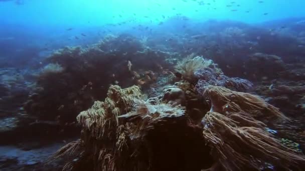 Video Footage Massive Coral Reef Scuba Diver Swimming His Own — Stockvideo