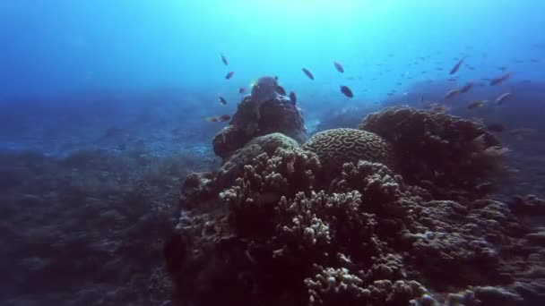 Video Footage White Spotted Puffer Fish Resting Coral While Fish — 비디오