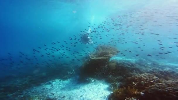 Raja Ampat Mercan Kayalıklarında Tek Başına Tüplü Dalış Yapan Tanınmayan — Stok video