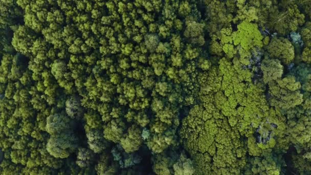 Imágenes Drones Bosque Desde Arriba — Vídeos de Stock