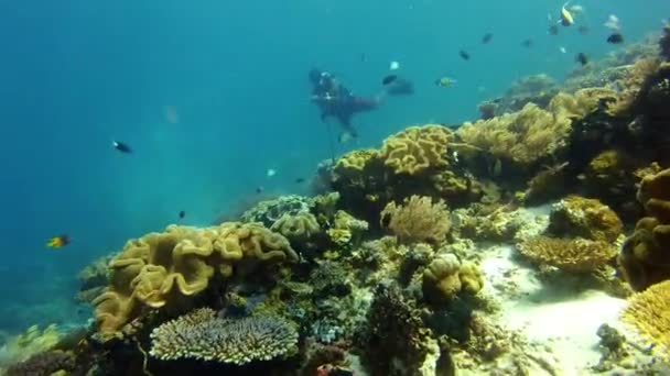 Wideo Nierozpoznawalnym Nurkiem Pływającym Wśród Ryb Rafach Koralowych Raja Ampat — Wideo stockowe