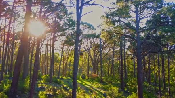 Drone Filmato Alberi Una Foresta — Video Stock