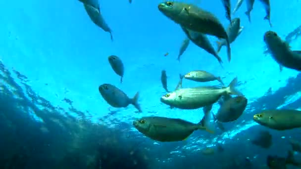 Video Beelden Van Vissen Zwemmen Oceaan — Stockvideo