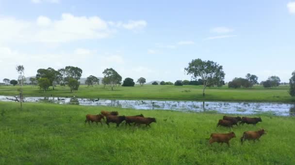 Video Drone Footage Couple Cows Grazing Next River Green Countryside – Stock-video