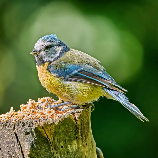 Eurasian Blue Tit Small Passerine Bird Tit Family Paridae Bird — 스톡 사진