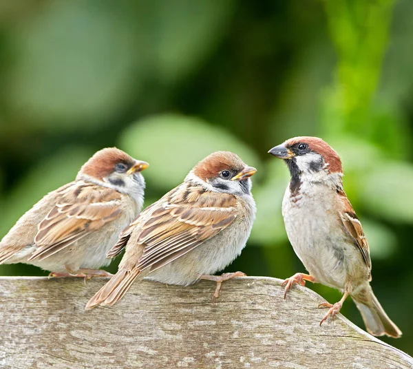 Sparrows Uma Família Aves Passeridae Eles Também São Conhecidos Como — Fotografia de Stock