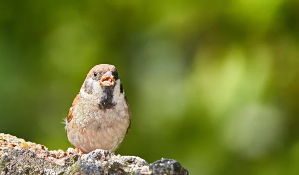 Sparrows Family Small Passerine Birds Passeridae Also Known True Sparrows — Stock Photo, Image
