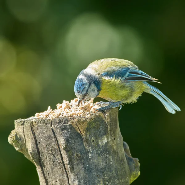 Eurasian Blue Tit Small Passerine Bird Tit Family Paridae Bird — 스톡 사진