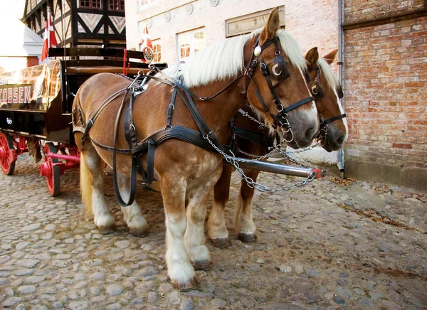 Old City Aarhus Denmark Two Horses Standing Ready Pull Stage — Stock Photo, Image